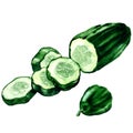 Fresh green cucumber sliced, chopped cucumber, isolated, watercolor illustration on white