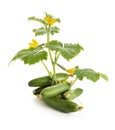 Fresh Green Cucumber tree Isolated in White Background