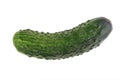 Fresh green cucumber on a white background. One cucumber closeup isolated on white background. Royalty Free Stock Photo