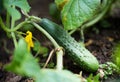 fresh green cucumbers grow in a greenhouse