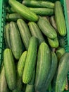 Fresh green cucumbers on a supermarket shelf.