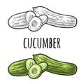 Fresh green cucumbers - whole, half, slices. Vector vintage engraving