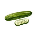 Fresh green cucumbers whole and slice. Vintage hatching color illustration