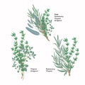 Fresh green culinary and medicinal Mediterranean herbs set. Bunches isolated on white background. Thyme, sage, rosemary