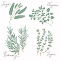 Fresh green culinary and medicinal Mediterranean herbs set isolated on white background. Thyme, sage, rosemary twigs