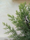 Fresh green cupressaceae leaves and rough background