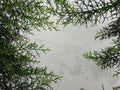 Fresh green cupressaceae leaves and rough textured background