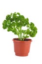 Fresh green curly parsley grow in brown plastic pot Royalty Free Stock Photo