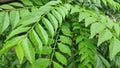 Fresh green curry leaf