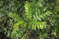 Fresh green curry tree at the plant garden, Royalty Free Stock Photo