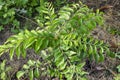 Fresh green curry tree at the plant garden, Royalty Free Stock Photo