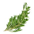 Fresh green curved rosemary sprigs.