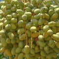 Fresh green dates on date palm background. Bunch of ripening fruits date on a date palm tree in farmland