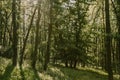 Fresh green deciduous forest during the springtime morning