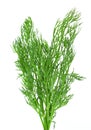 Fresh green dill Royalty Free Stock Photo