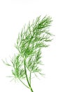 Fresh green dill