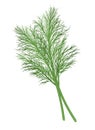 Fresh green dill branch. Vector illustration.