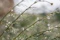 Fresh green dill grass with dew drops close up Royalty Free Stock Photo