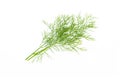 Fresh green dill leaves bunch, raw organic leaf, isolated on white background Royalty Free Stock Photo