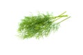 Fresh green dill leaves bunch, raw organic leaf, isolated on white background Royalty Free Stock Photo