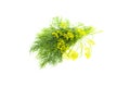 Fresh green dill leaves and umbrella, fragrant dill bunch, food ingredient, close-up, isolated on white background Royalty Free Stock Photo