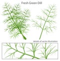 Fresh and green dill.