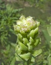 Fresh green double tulip in garden Royalty Free Stock Photo