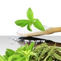 Fresh green and dried Stevia and extract powder on white background