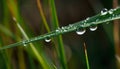Fresh green drops on dewy blades, nature vibrant summer beauty generated by AI