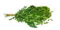 Fresh Green Edible Moringa Leaves Medicinal Plant