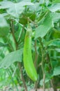 Fresh green eggplant on tree Royalty Free Stock Photo