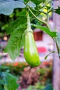 Fresh green eggplant on tree Royalty Free Stock Photo