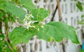 Fresh Green Eggplant Tree with White Blossoms