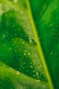 Fresh green elephant ear plant with water drop