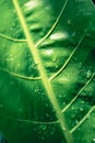 Fresh green elephant ear plant with water drop