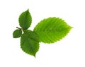 Fresh green elm-tree leaves isolated on white Royalty Free Stock Photo