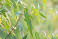 Fresh green eucalyptus leaves in the nature background Royalty Free Stock Photo