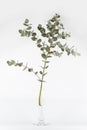 Fresh green eucalyptus leaves branch twig in glass vase isolated on white background