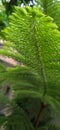 fresh green exotic spruce leaves