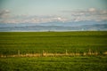 Fresh green of Farmland in Southern Alberta in Canada Royalty Free Stock Photo