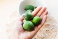 Fresh green feijoa fruit or Acca sellowiana in hand.