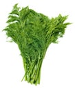 Fresh green fennel