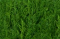 Fresh green fennel background