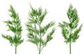 Fresh green fennel twigs, isolated