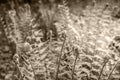 Green ferm sprouts under sun