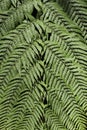 Fresh green fern leaf background Royalty Free Stock Photo