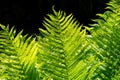 Fresh green fern leaf on black background. Fern leaves on a dark background. Royalty Free Stock Photo