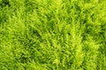 Fresh green fern leafs for nature background.Thailand. Royalty Free Stock Photo