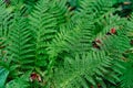 Fresh green fern leaves background. Close up of fern fronds (common polypody). Royalty Free Stock Photo