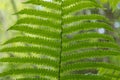 Fresh green fern leaves on blur background in the garden Royalty Free Stock Photo